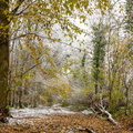 foret bruzzi marie solitude 1