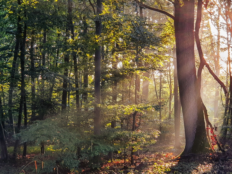 foret_bruzzi_marie_un-rayon_2.jpg