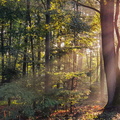 foret bruzzi marie un-rayon 2