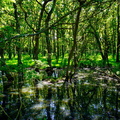 forêt delaruelle solange foret vierge 2