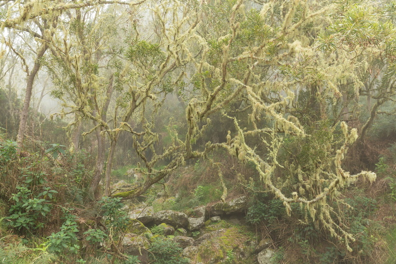 foret_desormais_patrick_ravine reunionaise_3.jpg