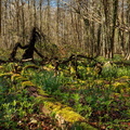 foret desormais patrick creature de la foret 1