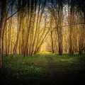 foret desormais patrick vers la lumiere 2