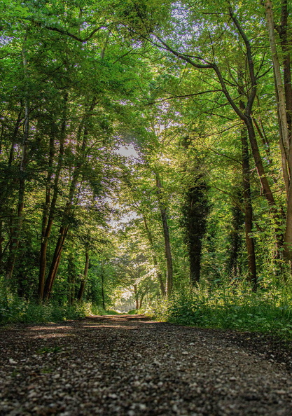 foret_even_virginie_arbres_2.jpg
