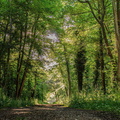 foret even virginie arbres 2