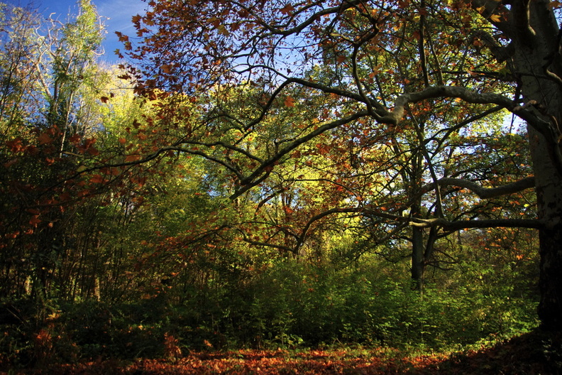 foret_faoro_danie_automnale_2.jpg