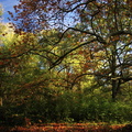 foret faoro danie automnale 2