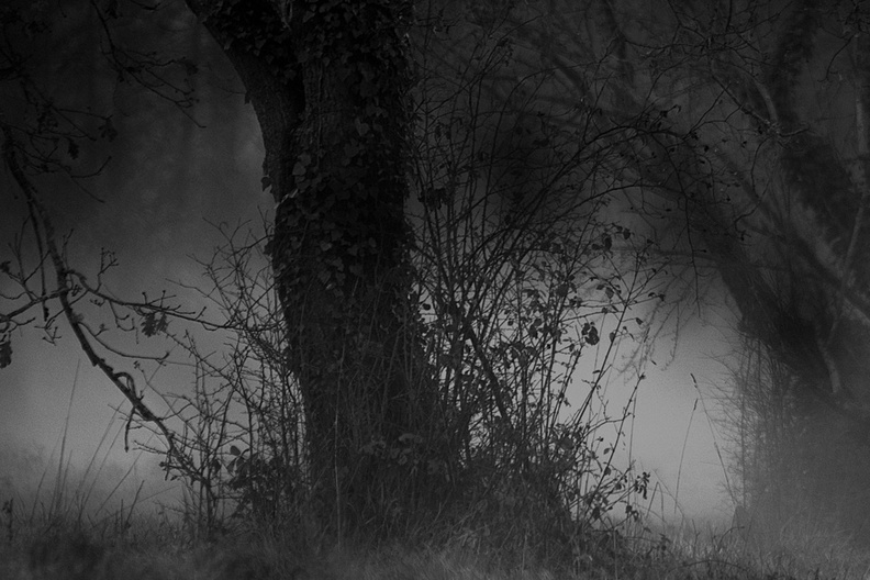 foret_faoro_danie_clair_obscur_3.jpg