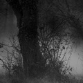 foret faoro danie clair obscur 3