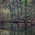 foret faoro danie luminescence 1