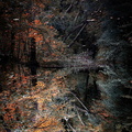 Forêt LE GUERN  Christel magie reflets 3