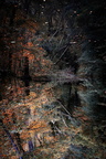 Forêt LE GUERN  Christel magie reflets 3