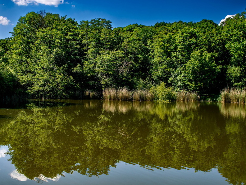 foret_juillard_jean michel_ eau et foret_1.jpg