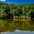 foret juillard jean michel  eau et foret 1
