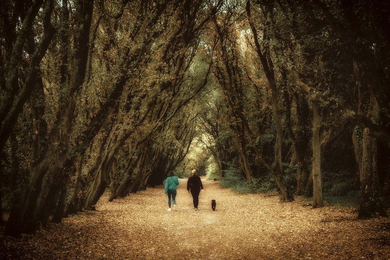 foret_lestanc_marie_baladehier_3.jpg.jpg