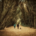 foret lestanc marie baladehier 3.jpg