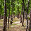forêt lepelley michel filaos 2
