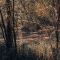 foret nion jean jacques automne 1