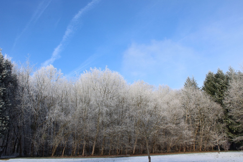 foret_porte_elodie_paysagefroid_2.jpg