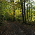 Foret Rateau Isabelle l automne 1