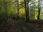 Foret Rateau Isabelle l automne 1