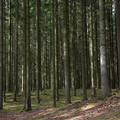 Foret Rateau Isabelle Suede 2