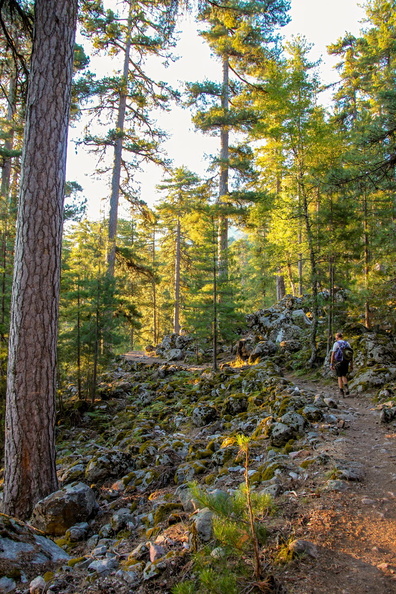 forêt_sacovy_pierre_corse_2.jpg