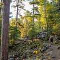 forêt sacovy pierre corse 2