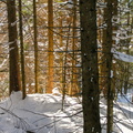 forêt sacovy pierre grouvelin 1