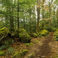 forêt sacovy pierre lansberg 3