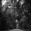 foret somaroo luxmee promenade 1