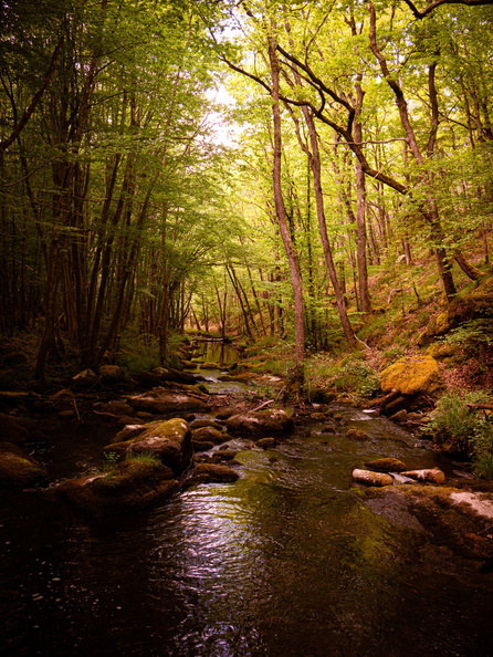 Foret_Tessier_Julien_Morvan_Gorges_3.jpg
