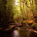 Foret Tessier Julien Morvan Gorges 3