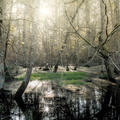 FORET-COURTOIS-BERNARD-DERNIERES FEUILLES-1