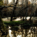 FORET-COURTOIS-BERNARD- SOUS BOIS-2